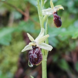 Ophrys araignée 1