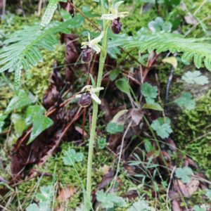 Tige de l'ophrys araignée