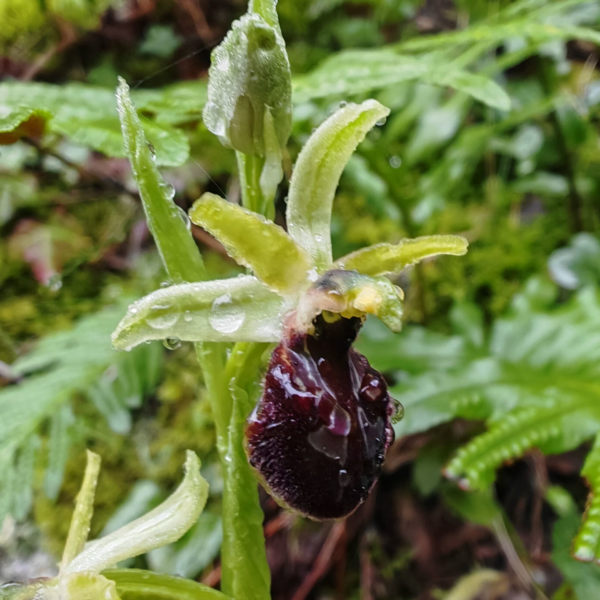 Ophrys araignée 3