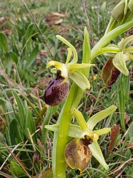 Ophrys araignée