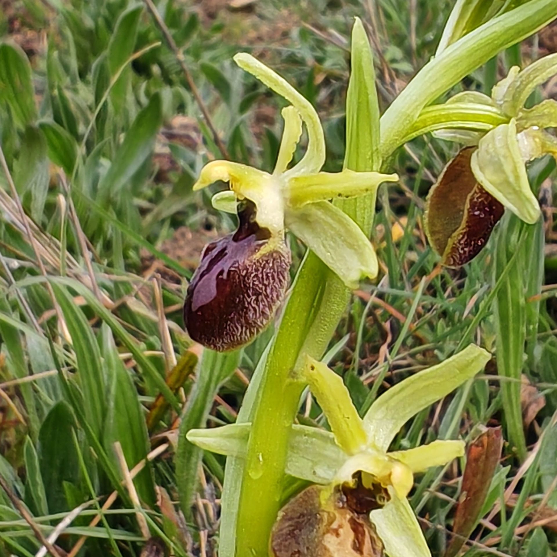 Fleur de l'Ophrys araignée