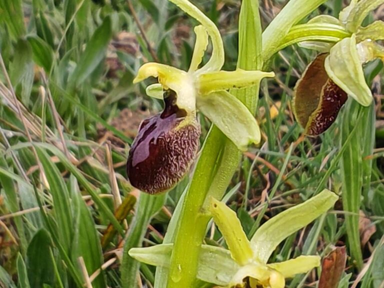 Ophrys araignée