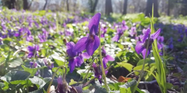 Violette odorante
