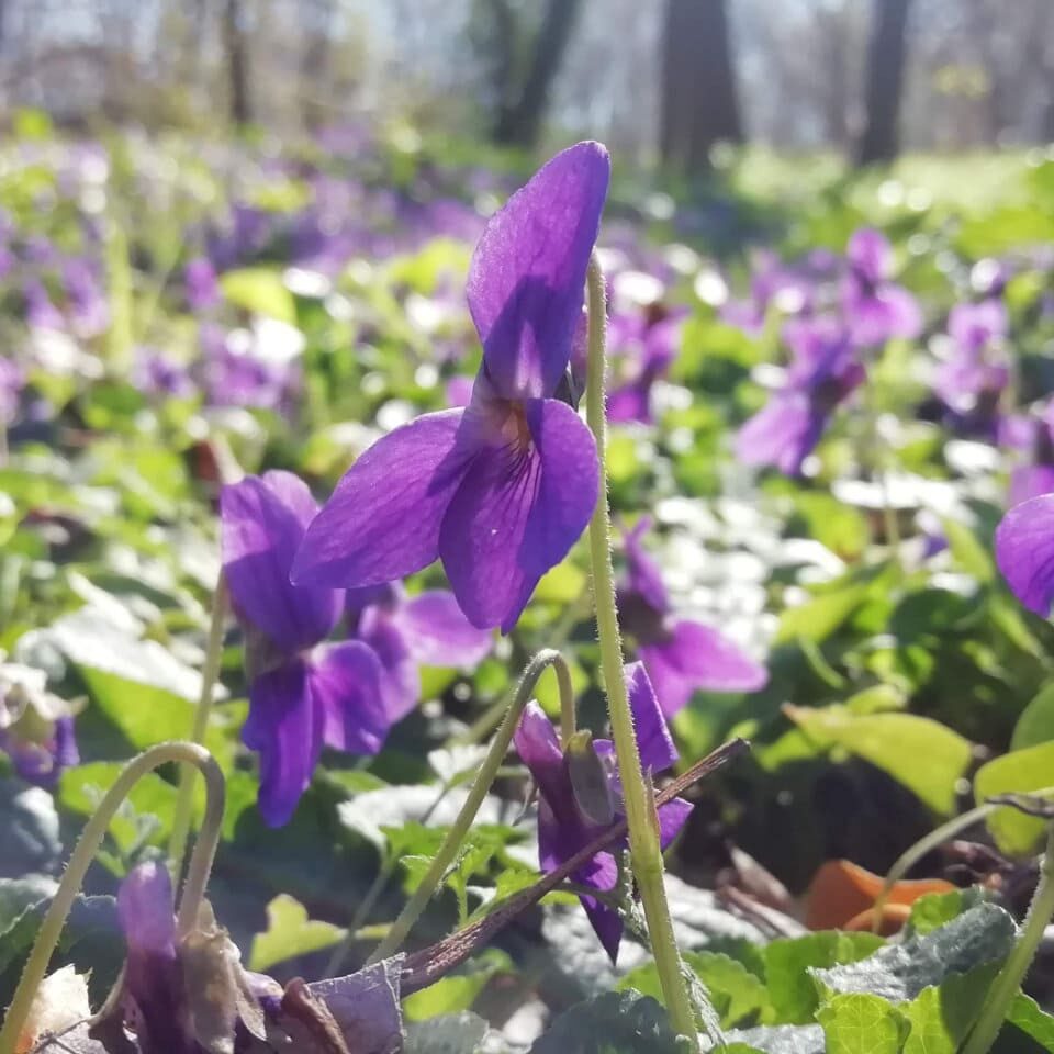 violette odorante - Fleur