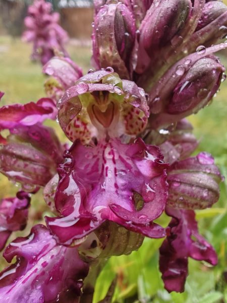 Orchis géant