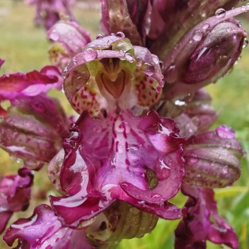 Fleur de l'orchis géant