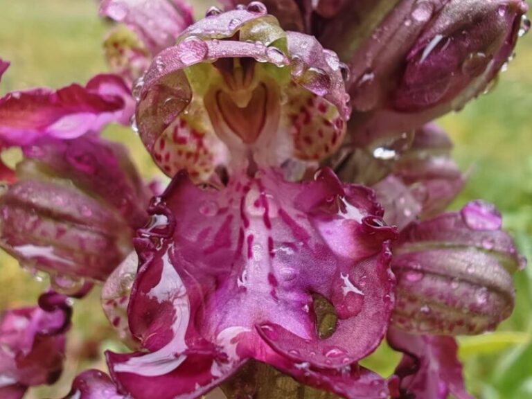Orchis géant