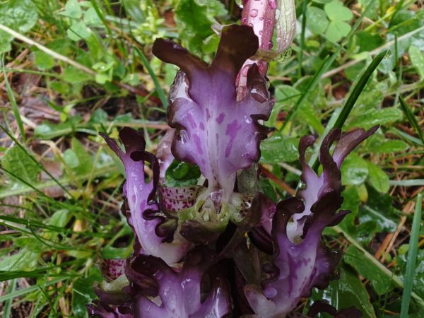 Orchis géant