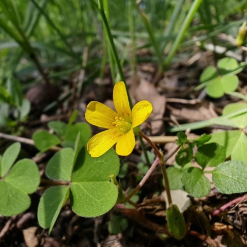 Fleur de l'oxalis corniculée