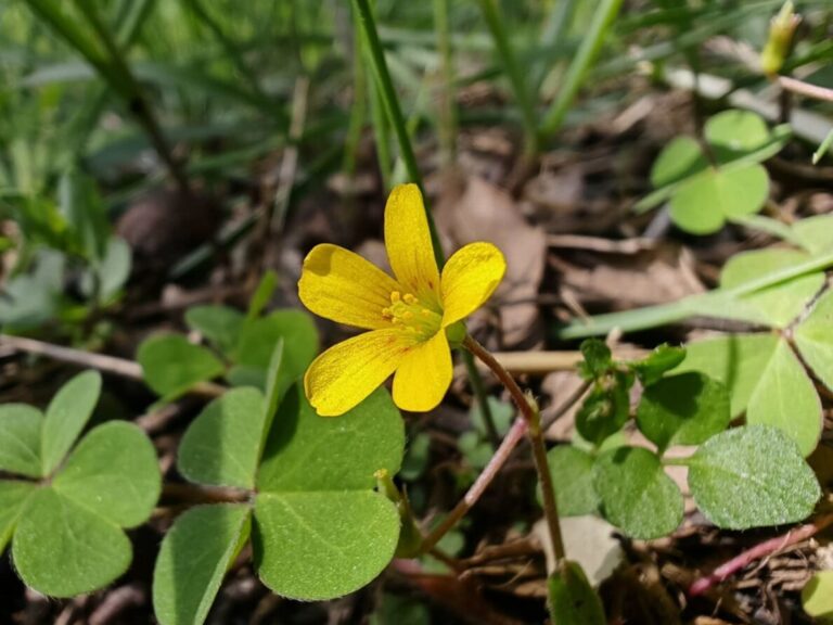 Oxalis corniculée