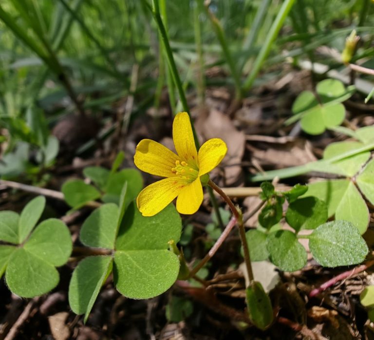 Oxalis corniculée
