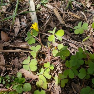 Feuilles de l'oxalis corniculée