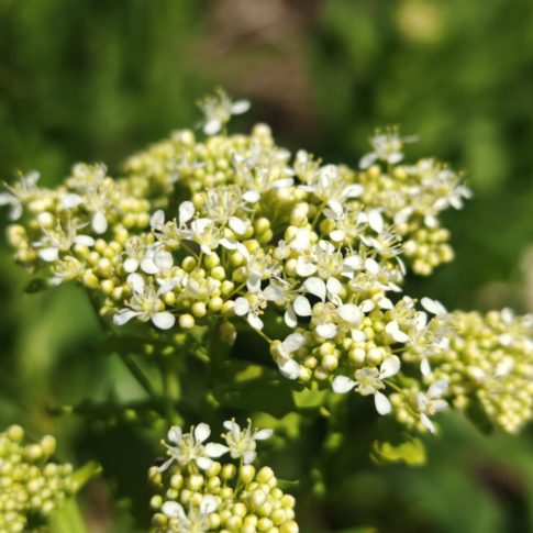 Inflorescence de la passerage drave