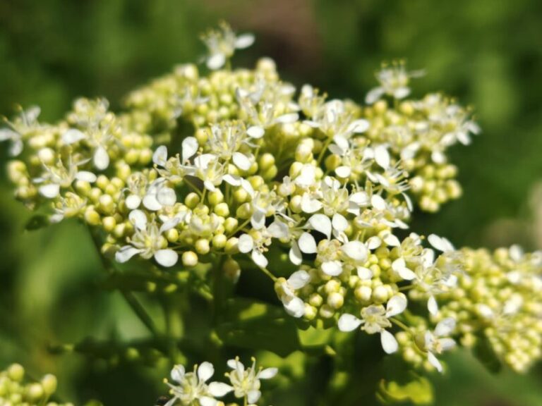 Passerage drave