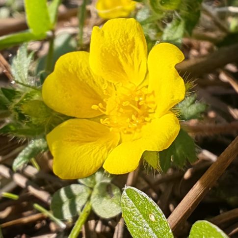 Fleurs de la potentille printanière