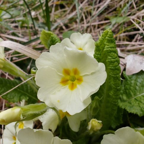 Fleur de la primevère commune