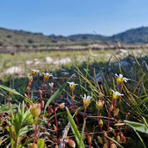 Écologie du Saxifrage à 3 doigts