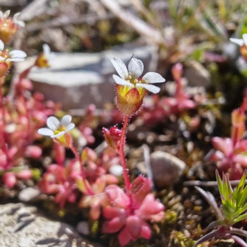 Petite plante, le saxifrage à trois doigts