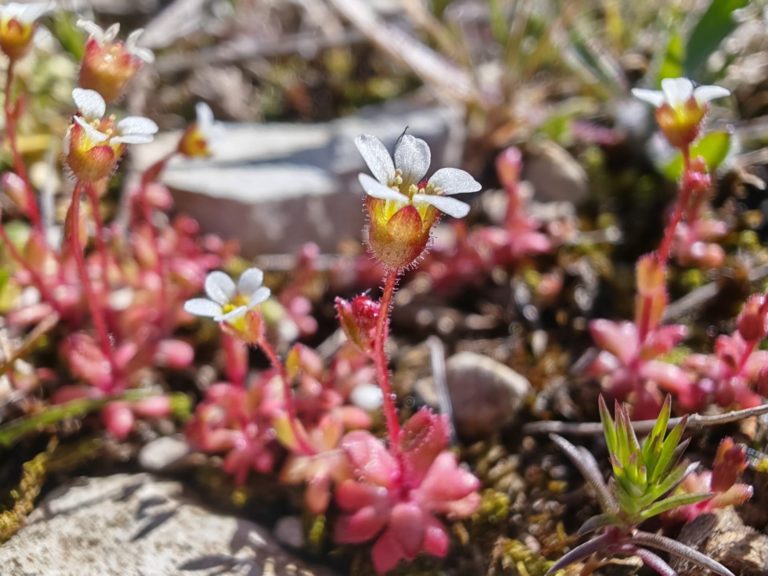 Saxifrage à trois doigts