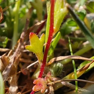 Feuille trilobées du saxifrage à trois doigts