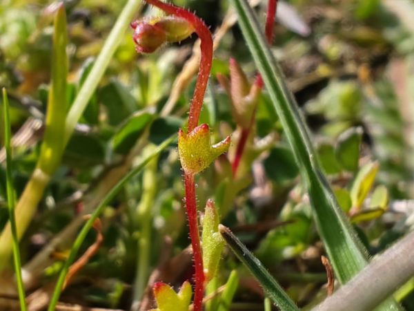 Saxifrage à trois doigts