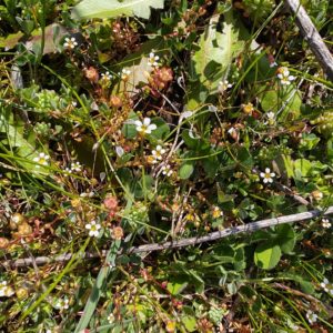 Saxifrage à trois doigts 7