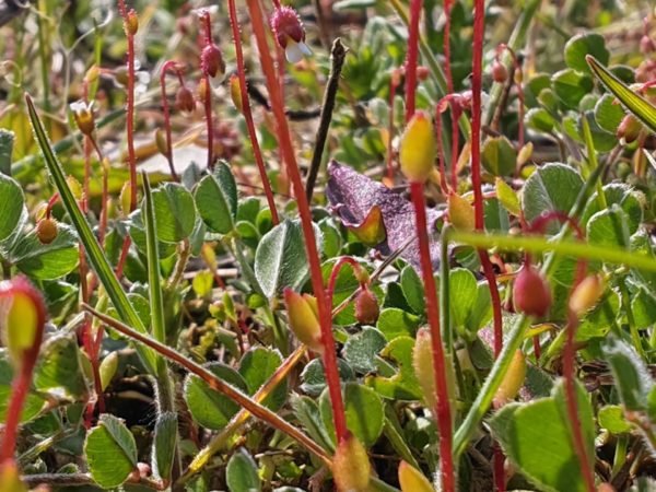 Saxifrage à trois doigts