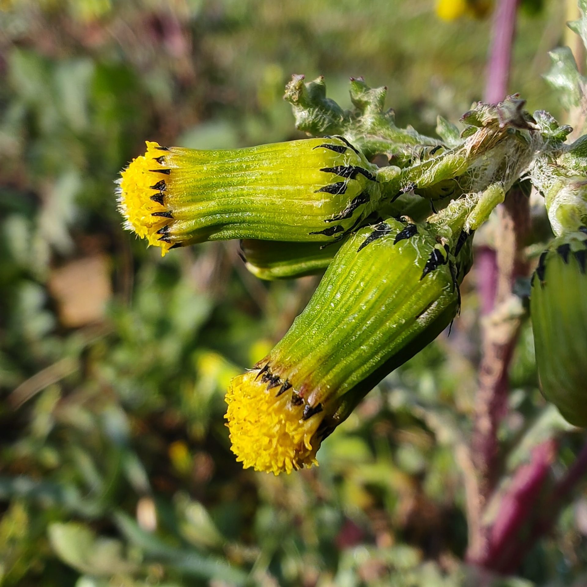Involucre cylindrique de Senecio vulgaris