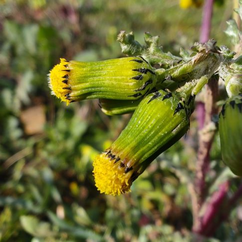 Involucre cylindrique de Senecio vulgaris
