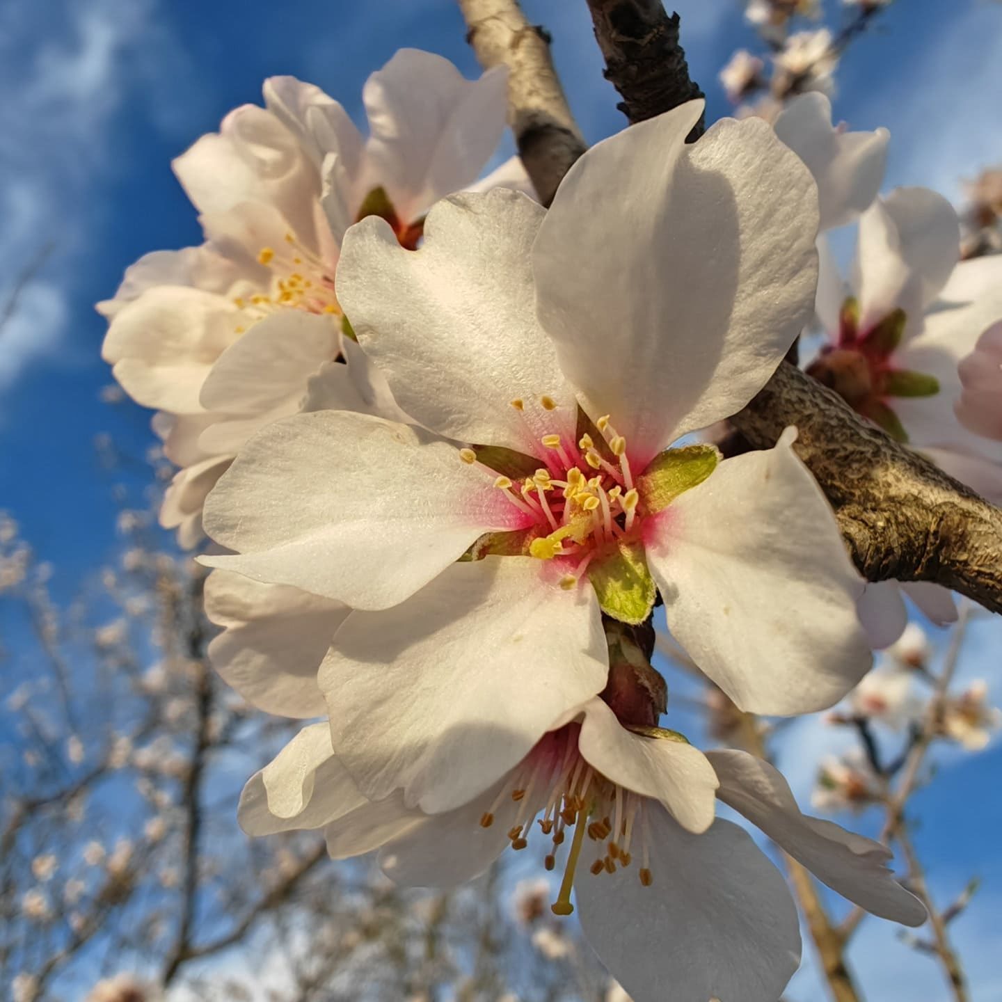 Fleurs de l'amandier