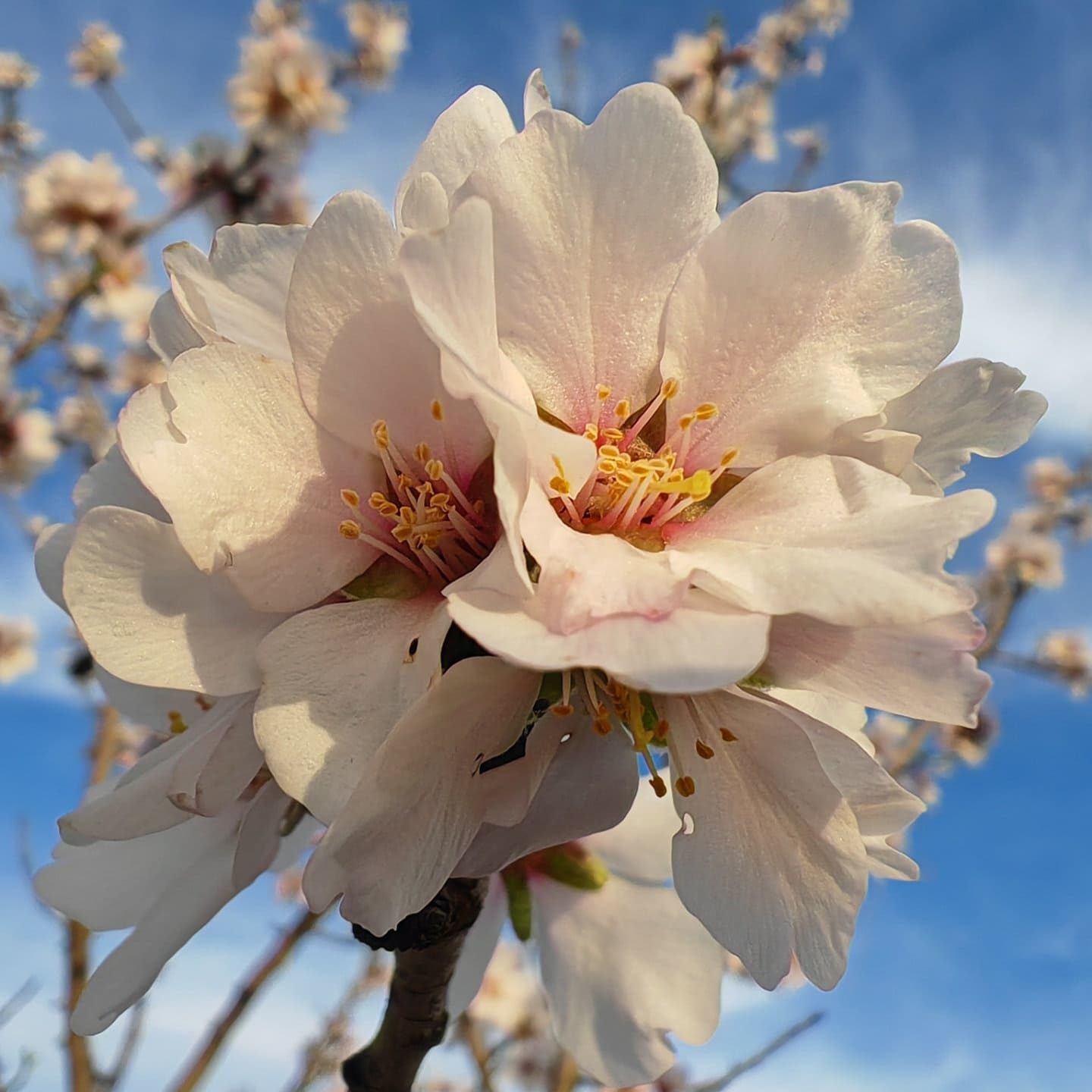 Fleurs géminé de l'amandier