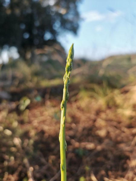 Asperge sauvage