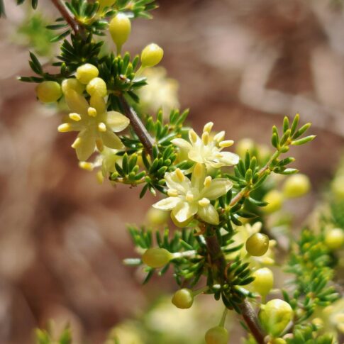 Asperge sauvage - Fleurs