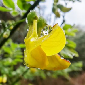 Fleur de l'hippocrepide faux baguenaudier