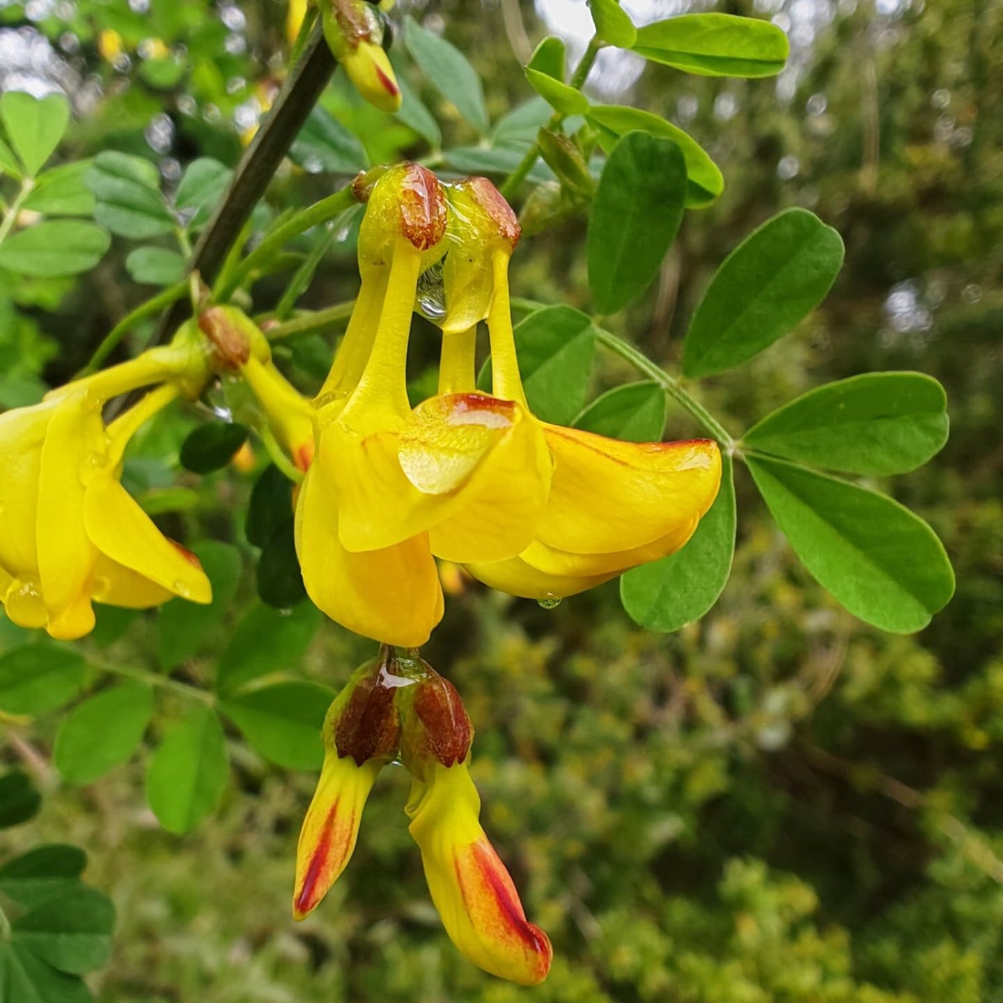 Ombelle de l'hippocrepide faux baguenaudier