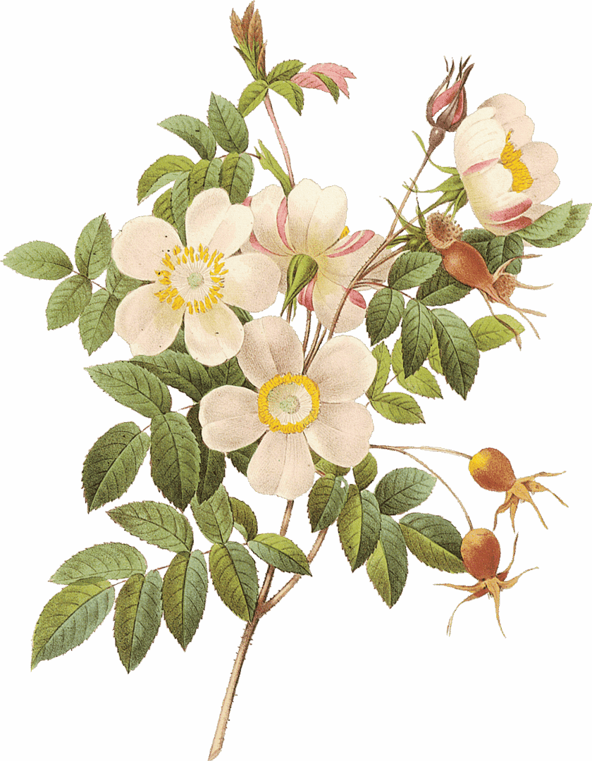 Dessin de plantes sauvages - fleurs églantiers