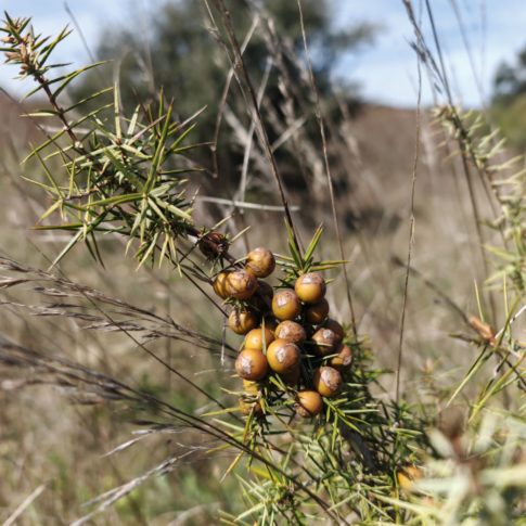 Galbules du genévrier cade