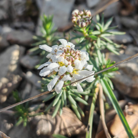 Grappe de fleurs de l'ibéris des rochers