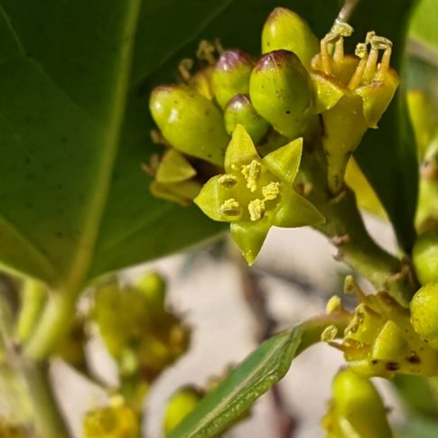 Fleurs sans pétales du nerprun alaterne
