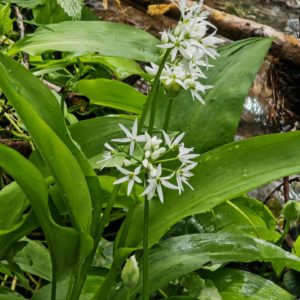Ail des ours - Plante entière