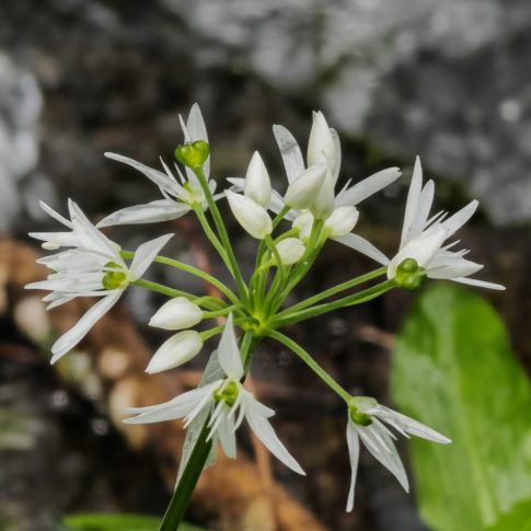 Ail des ours - Ombelle