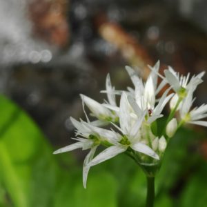 Ail des ours - Fleurs
