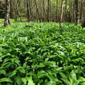 Ail des ours - Station de plante