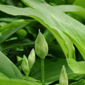 Ail des ours - inflorescence en bouton