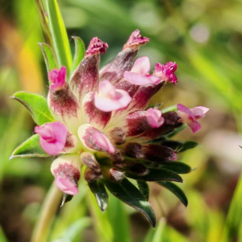 Anthyllide à fleurs rouges - Glomérule de fleurs