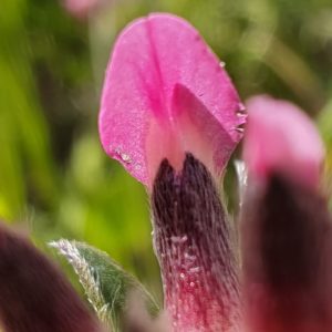 Anthyllide à fleurs rouges - Sépales