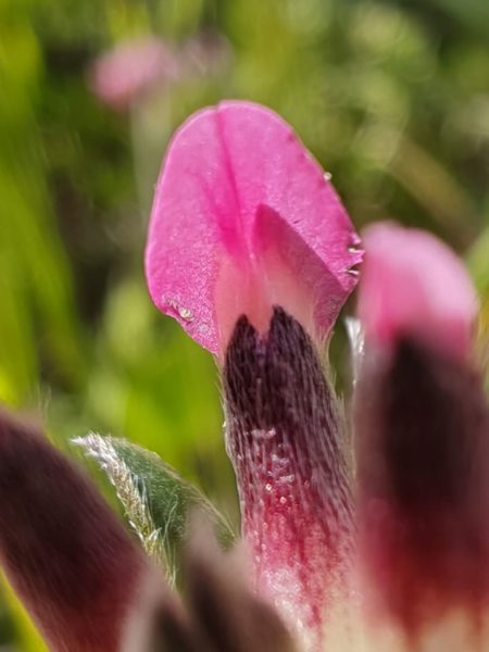 Anthyllide à fleurs rouges