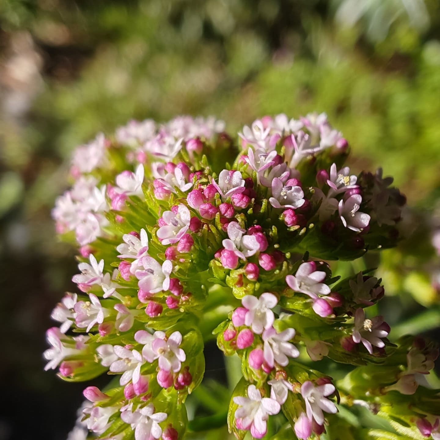 Centranthe chausse-trappe - Inflorescence corymbiforme