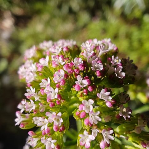 Centranthe chausse-trappe - Inflorescence corymbiforme