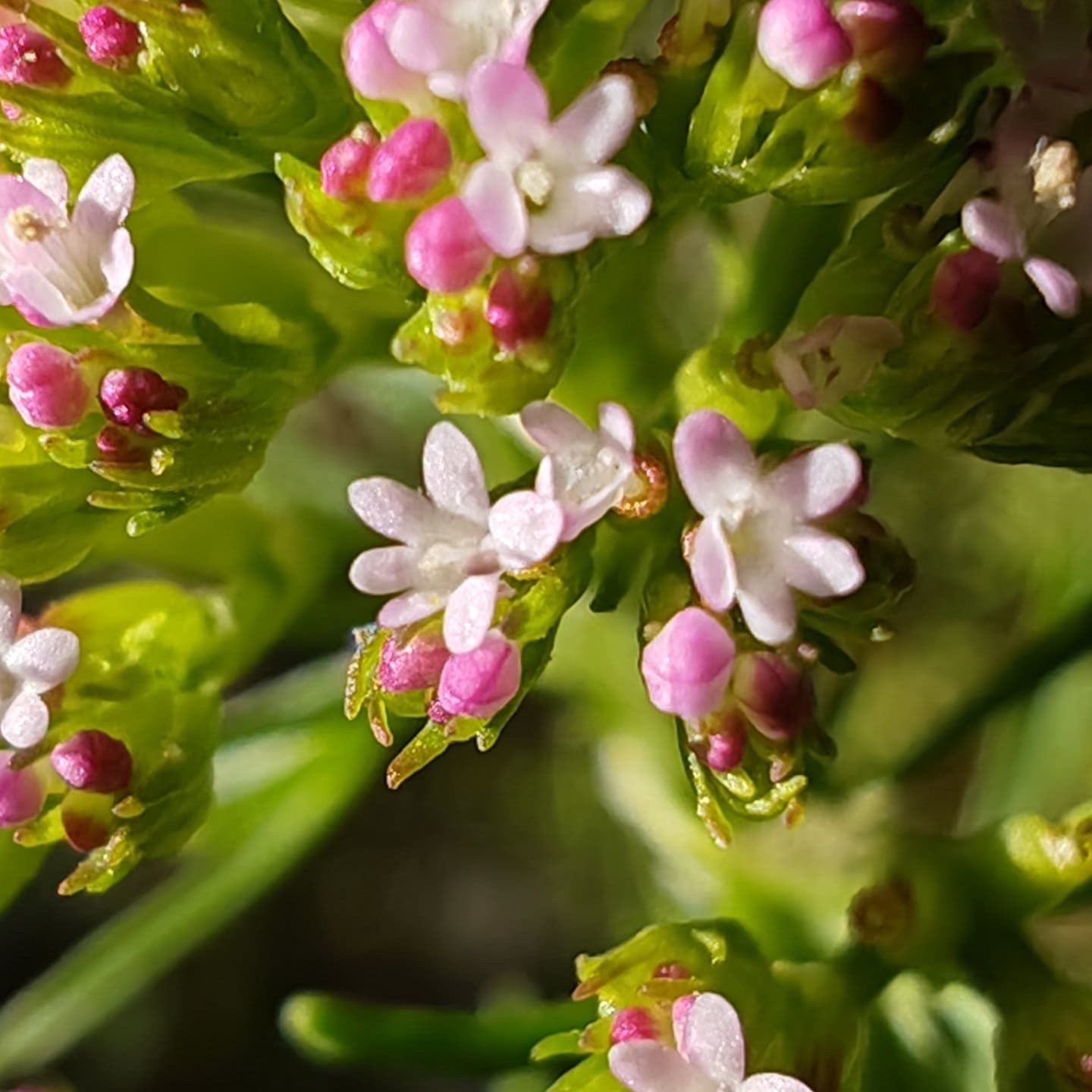 Centranthe chausse-trappe - Fleurs